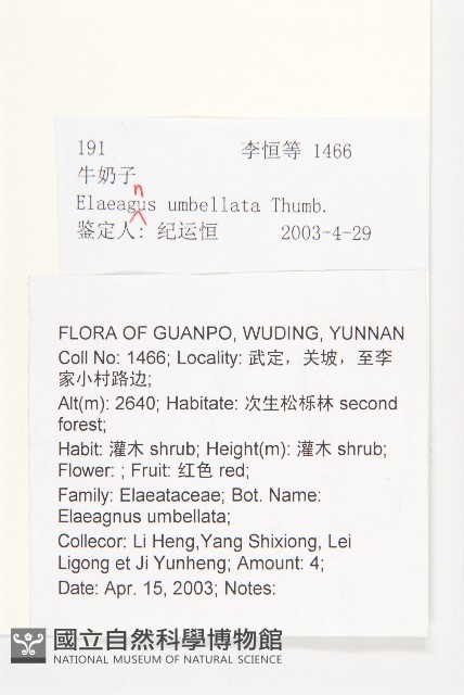 小葉胡頹子藏品圖，第2張