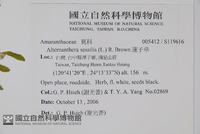 蓮子草藏品圖，第2張