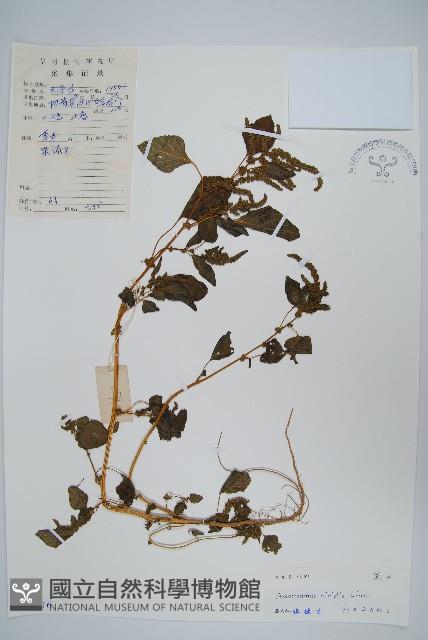 野莧菜藏品圖，第1張