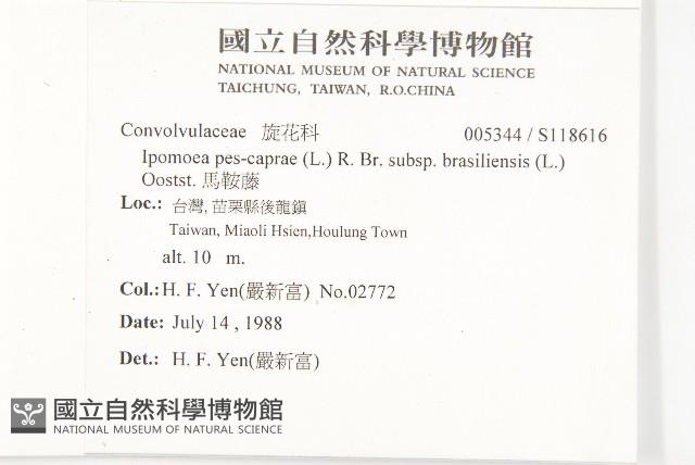 馬鞍藤藏品圖，第2張