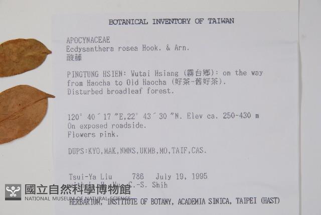 酸藤藏品圖，第2張