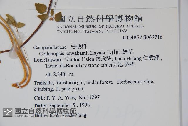 玉山山奶草藏品圖，第2張