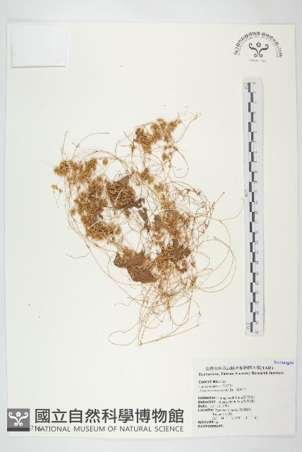 菟絲子藏品圖，第1張