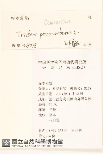 長柄菊藏品圖，第2張