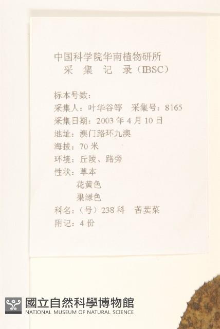 苦苣菜藏品圖，第2張