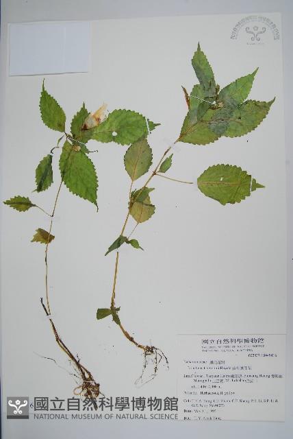 黃花鳳仙花藏品圖，第1張