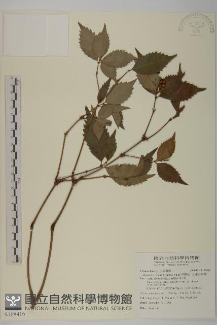 草珊瑚、紅果金粟蘭藏品圖，第1張