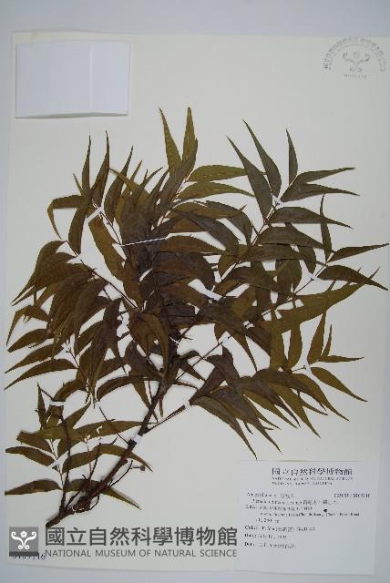 黃連木、爛心木藏品圖，第1張