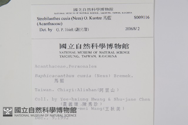 曲莖馬藍藏品圖，第2張