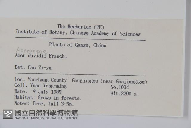 青榨槭藏品圖，第2張