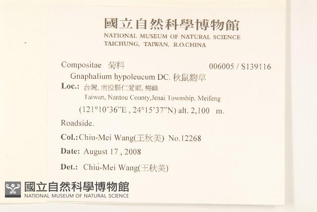 秋鼠麴草藏品圖，第2張