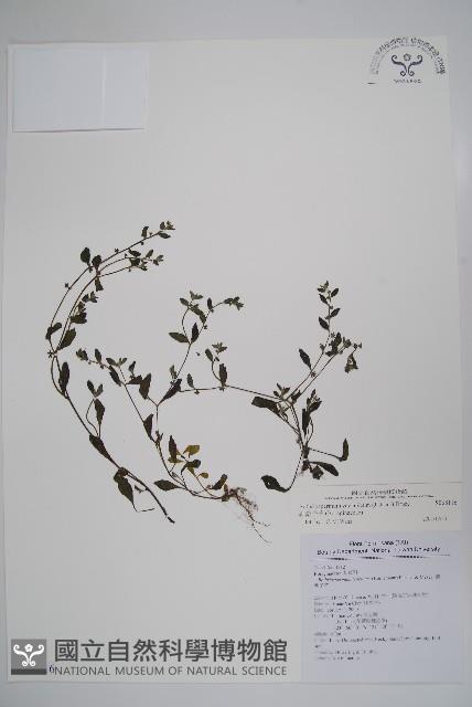 細纍子草藏品圖，第1張