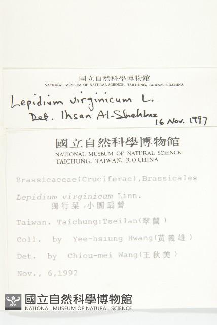 獨行菜藏品圖，第2張