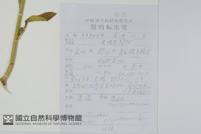 青葙藏品圖，第2張