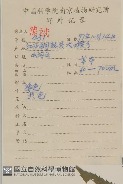 大狼把草藏品圖，第2張