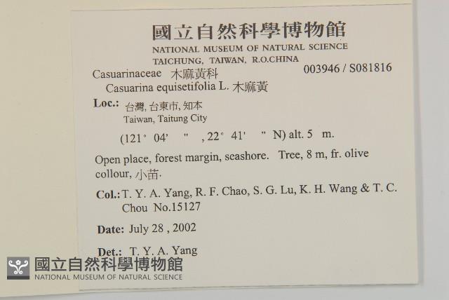 木麻黃藏品圖，第2張