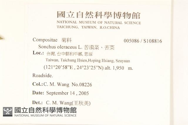 苦滇菜、苦菜藏品圖，第2張