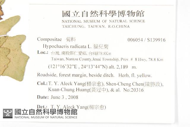 貓兒菊藏品圖，第2張