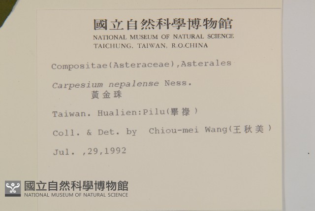 黃金珠藏品圖，第2張