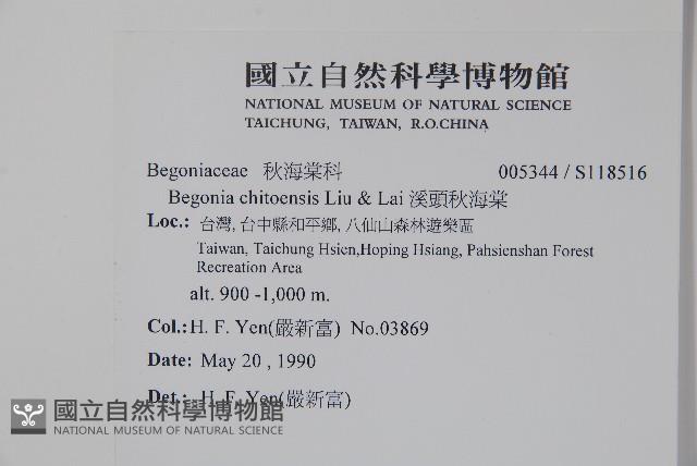 溪頭秋海棠藏品圖，第2張