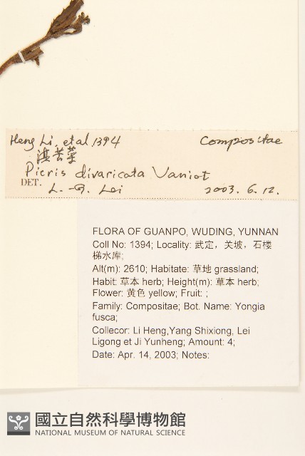 滇苦菜藏品圖，第2張