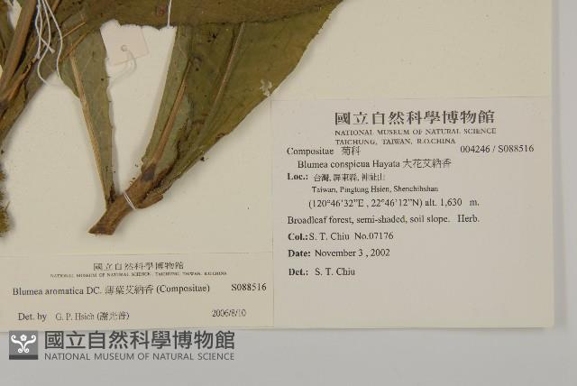 薄葉艾納香藏品圖，第2張