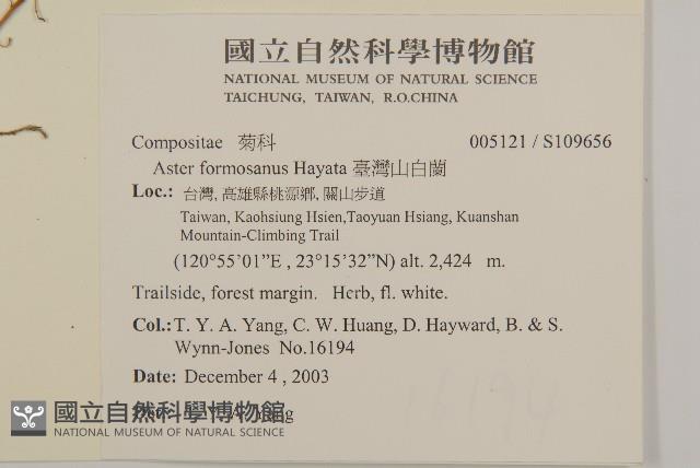 臺灣山白蘭藏品圖，第2張