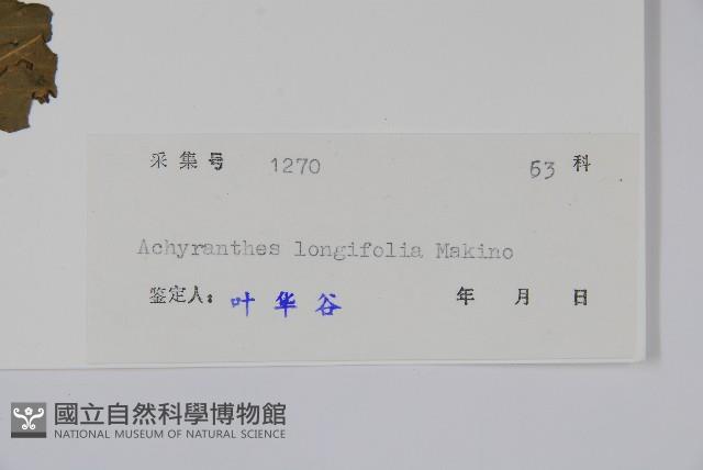 柳葉牛膝藏品圖，第2張