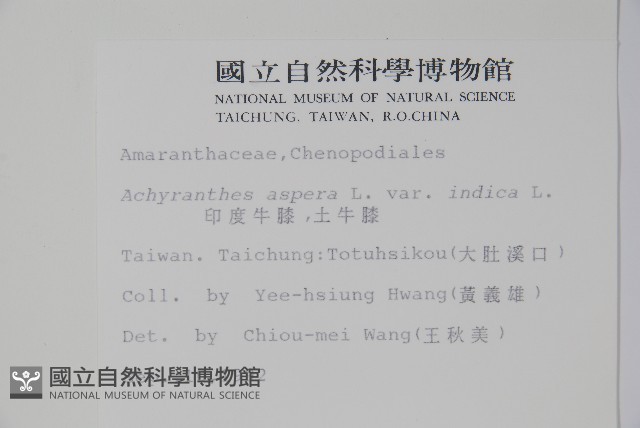 印度牛膝、土牛藤藏品圖，第2張
