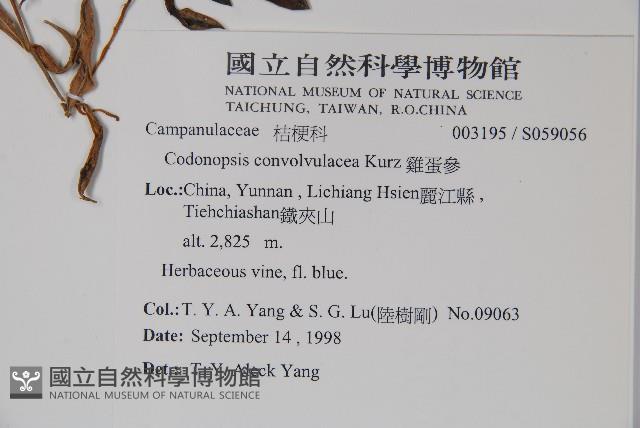 雞蛋參藏品圖，第2張