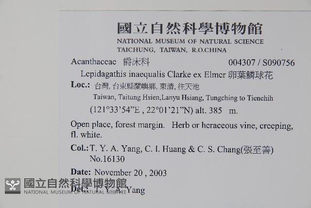 卵葉鱗球花藏品圖，第2張