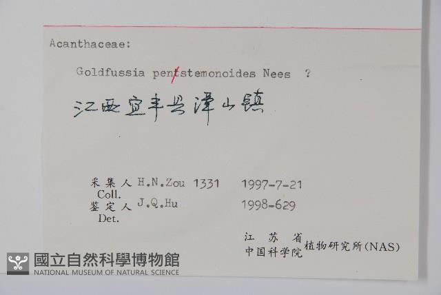 腺萼馬藍藏品圖，第2張