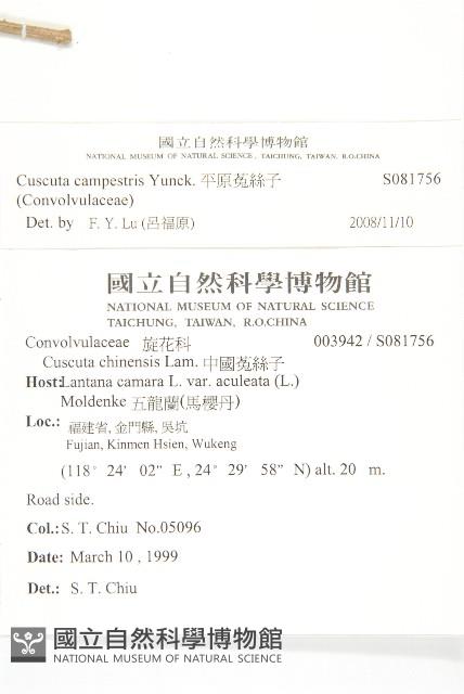 平原菟絲子藏品圖，第2張