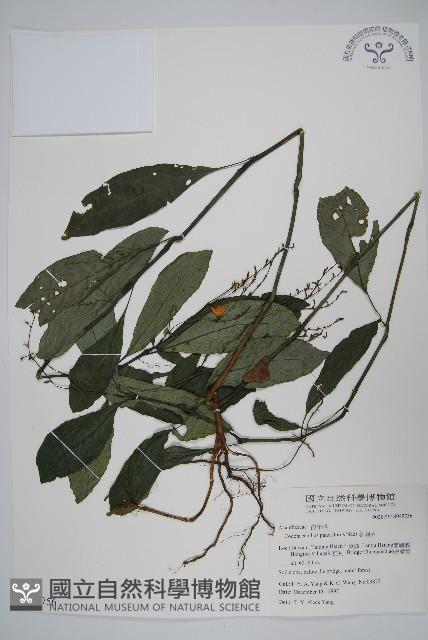 針刺草藏品圖，第1張