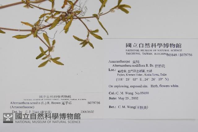 蓮子草藏品圖，第2張