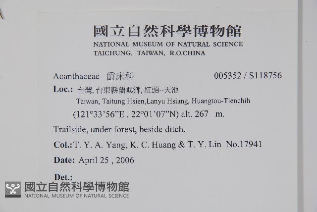 卵葉鱗球花藏品圖，第2張