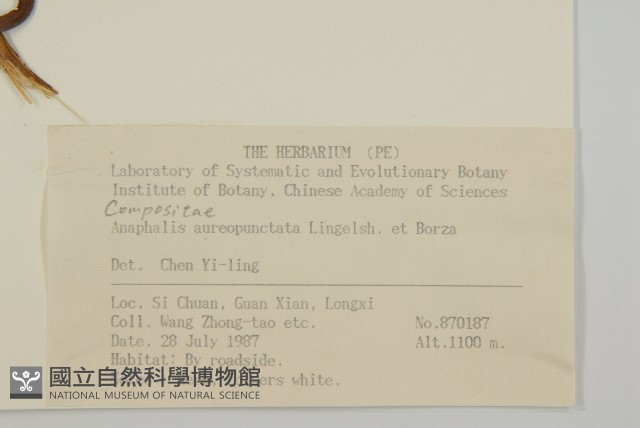 黃腺香青藏品圖，第2張