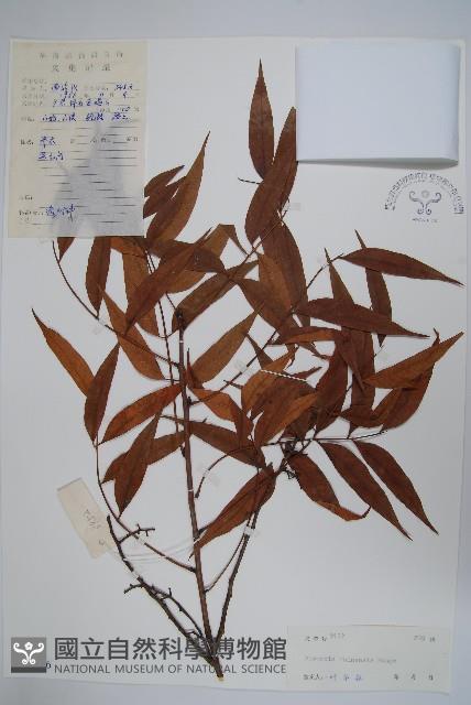 黃連木、爛心木藏品圖，第1張