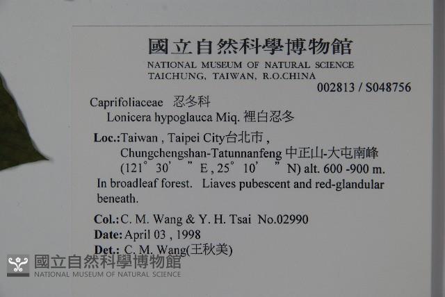裡白忍冬、紅腺忍冬藏品圖，第2張
