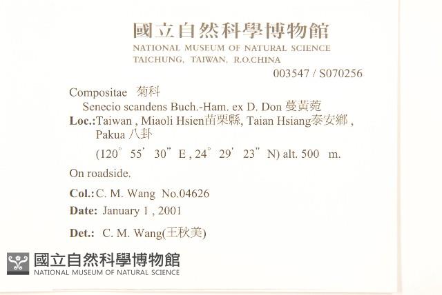 蔓黃菀藏品圖，第2張