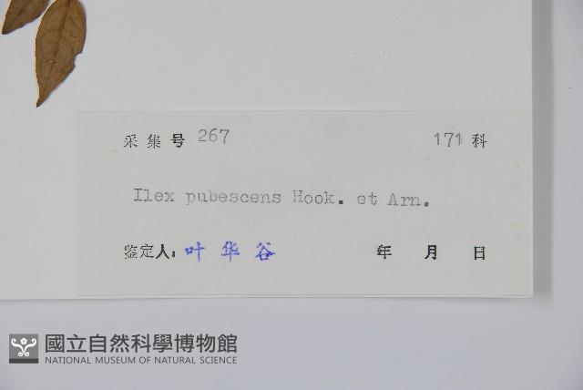 密毛假黃楊藏品圖，第2張