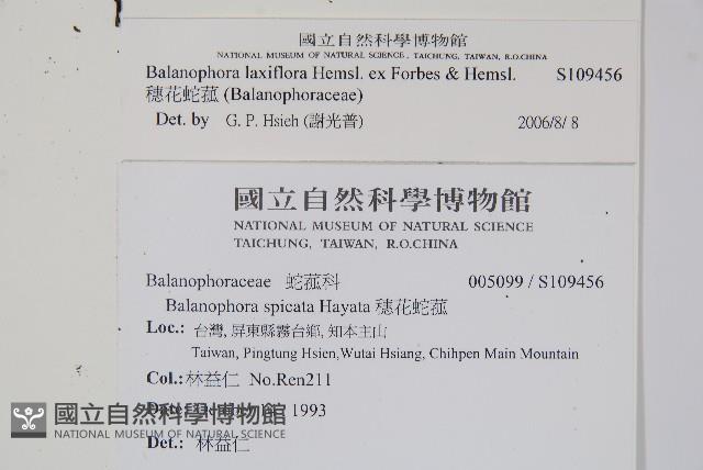 穗花蛇菰藏品圖，第2張