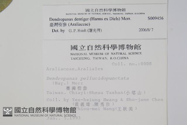 臺灣樹參藏品圖，第2張