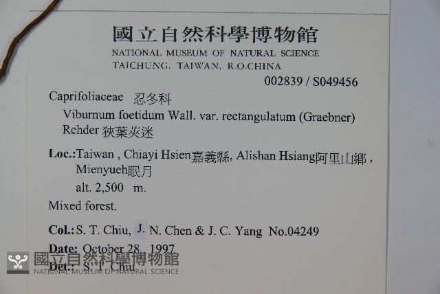 狹葉莢迷藏品圖，第2張