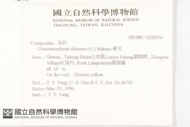 蘄艾、芙蓉菊藏品圖，第2張