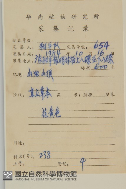山黃菊藏品圖，第2張