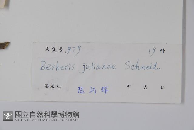 濠豬刺藏品圖，第2張