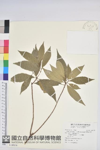 臺灣土沉香藏品圖，第1張