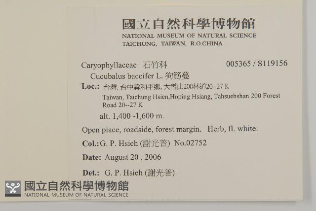 狗筋蔓藏品圖，第2張