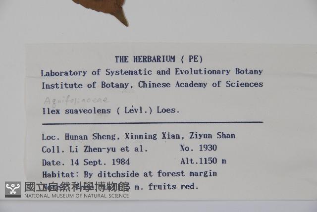 香冬青藏品圖，第2張